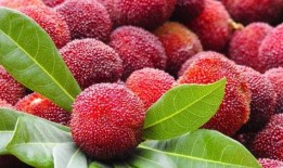 深圳南澳杨梅最新爆料,最新爆料带你尝鲜