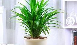 最新植物大爆料,揭秘未知物种与古老秘密